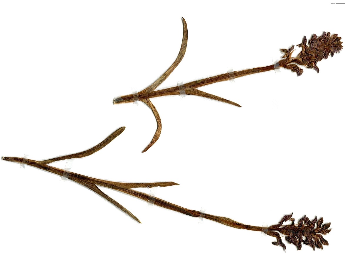 Anacamptis coriophora subsp. coriophora (Orchidaceae)